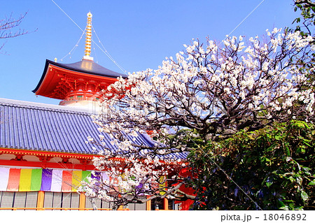 中山寺（宝塚市）の梅 18046892