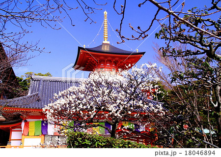 中山寺(宝塚市)の梅 中山寺(宝塚市)の梅 18046894