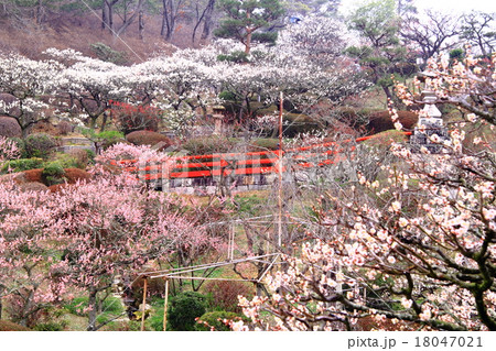 中山寺(宝塚市)の梅林 中山寺(宝塚市)の梅林 18047021
