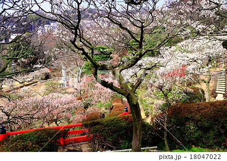 中山寺（宝塚市）の梅林 18047022