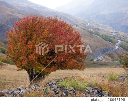 tree in autumn 18047196