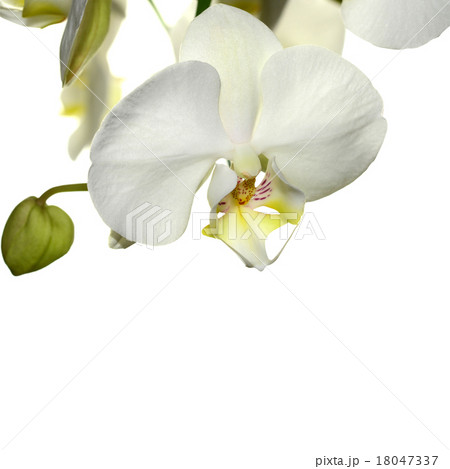 White orchid flower 18047337