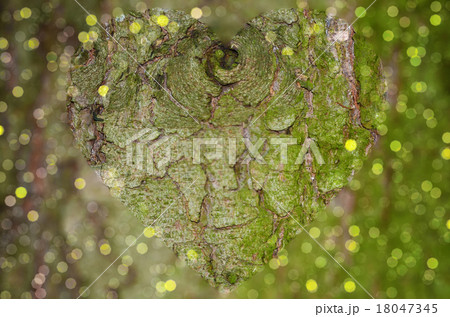 Tree bark closeup with clear heart shape 18047345