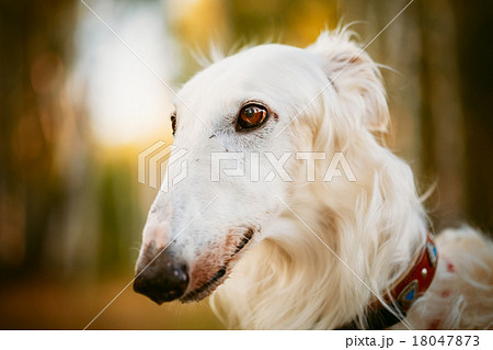 White Russian Hunting Dog, Sighthound, Russkaya 18047873