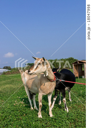 仔山羊 仔山羊 18047998