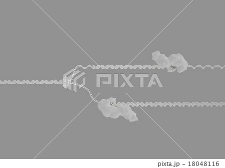 DNA複製サイドビュー(グレーバック) DNA複製サイドビュー(グレーバック) 18048116