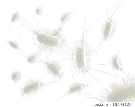 大腸菌　平面的分布（白バック） 18048126