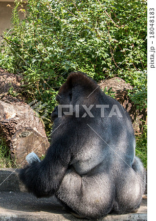 男前ゴリラ 18048183