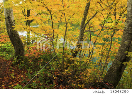 鎌池 鎌池 18048290