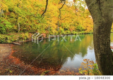 鎌池 鎌池 18048300