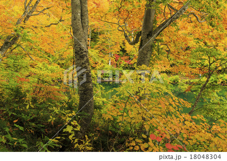 鎌池 鎌池 18048304