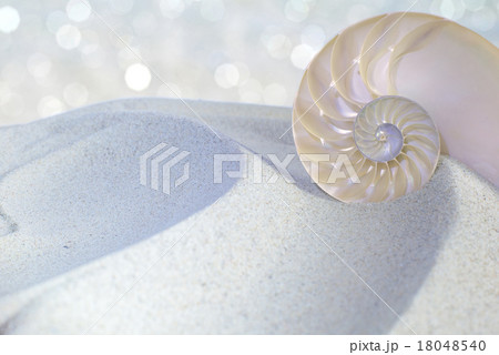 Nautilus shell cut Nautilus shell cut 18048540