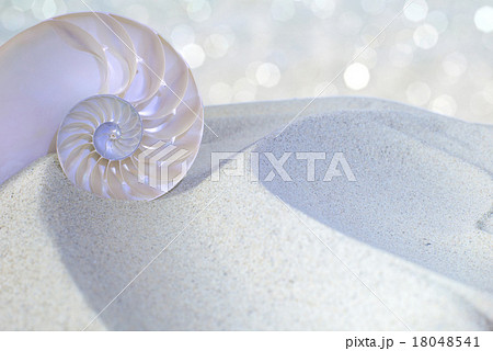 Nautilus shell cut 18048541