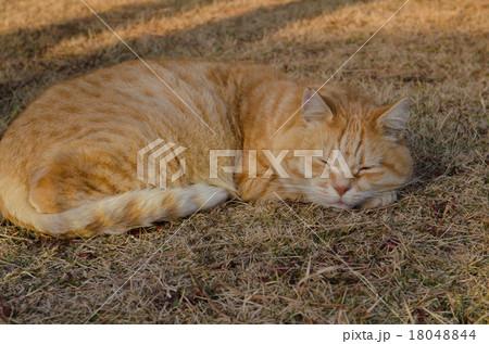 ふて寝する猫 ふてねこ の写真素材