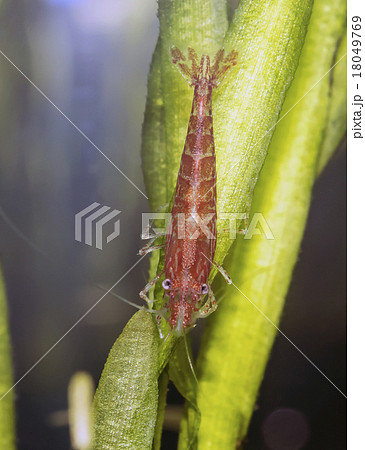 Cherry shrimp Cherry shrimp 18049769