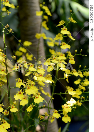 オンシジューム オンシジューム 18050784