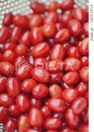 サンシュユの果実 サンシュユの果実 18051014