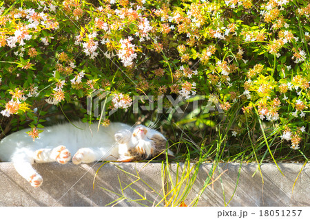 居眠りするのらねこ 18051257