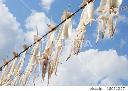 佐賀県呼子の、いかはいかが。　 18051297