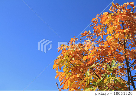 トチノキの紅葉 18051526
