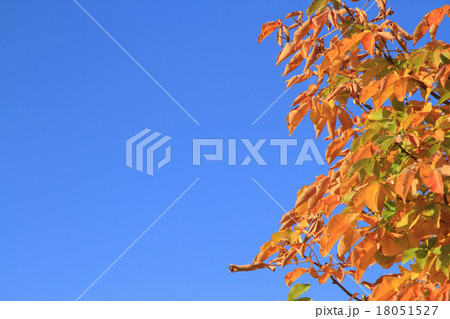 トチノキの紅葉 18051527