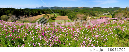 上場高原のコスモス 18051702