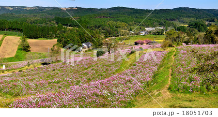 上場高原のコスモス 18051703