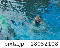 アザラシ　水族館　変顔　 18052108