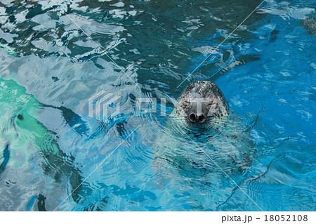 アザラシ 水族館 変顔 アザラシ 水族館 変顔 18052108
