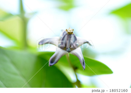 クラウンフラワー クラウンフラワー 18052160