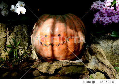 ハロインのカボチャ 18052161