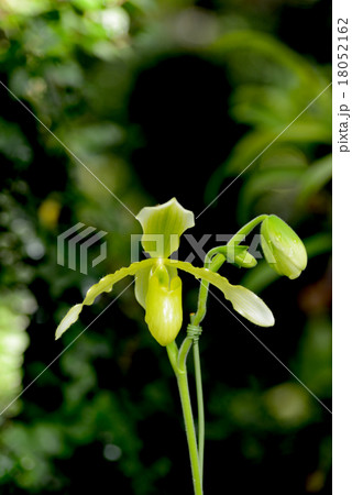 パフィオペディルム パフィオペディルム 18052162