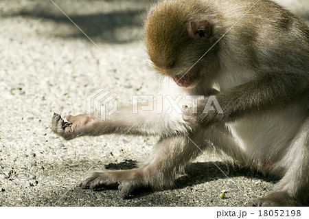 ニホンザル ニホンザル 18052198