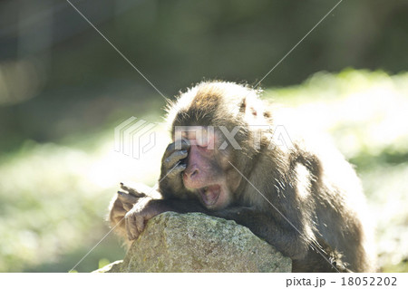 眠そうなニホンザル 18052202