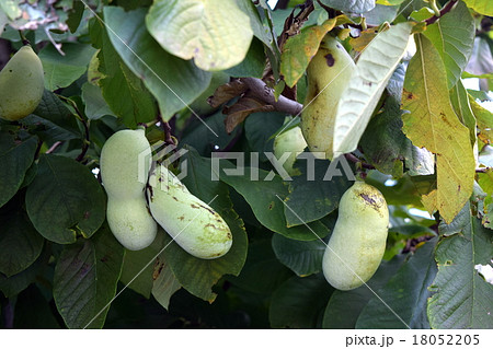 ポーポーの木 ポーポーの木 18052205