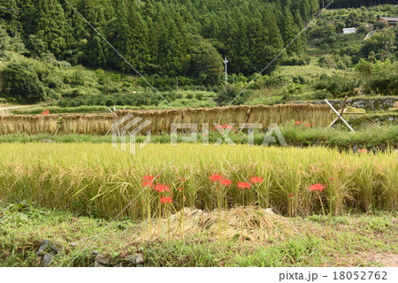 神山町江田地区の棚田 18052762