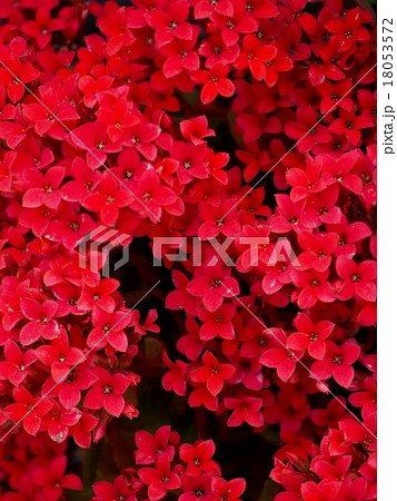 カランコエ 18053572