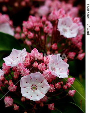 カルミア カルミア 18053693