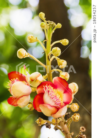 Shorea Robus flowers Shorea Robus flowers 18054257