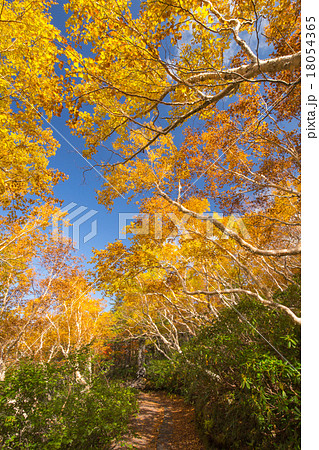 ダケカンバの紅葉の写真素材