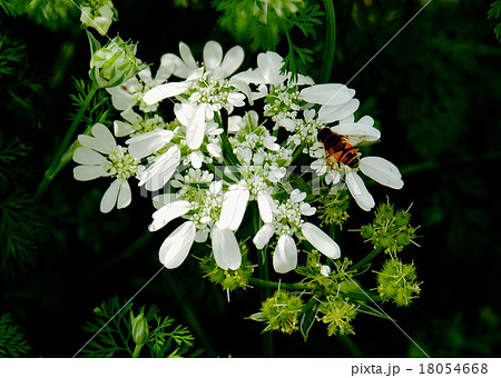 オルレア・グランディフローラ オルレア・グランディフローラ 18054668