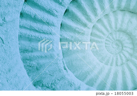 Color of ammonite prehistoric fossil. Color of ammonite prehistoric fossil. 18055003