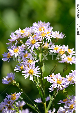 満開のシオン 18055226