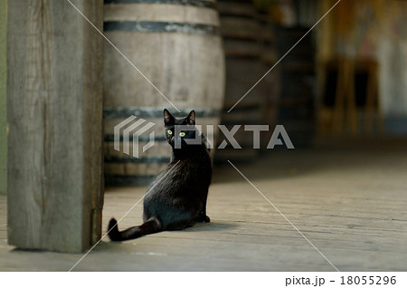 Black cat in an old winery 18055296