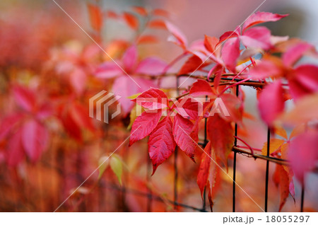 Red autumn virginia creeper leaves Red autumn virginia creeper leaves 18055297