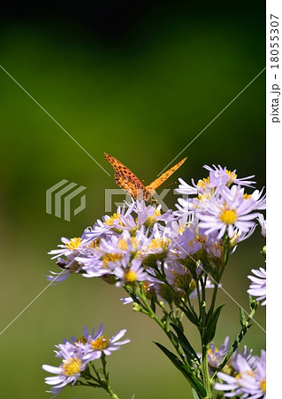 満開のシオンと蝶々 18055307