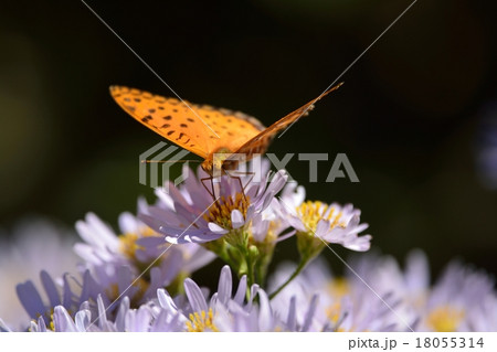 満開のシオンと蝶々 18055314