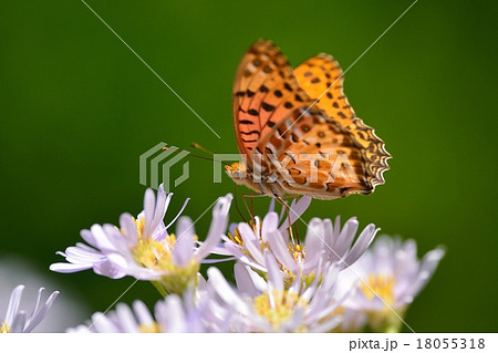 満開のシオンと蝶々 18055318