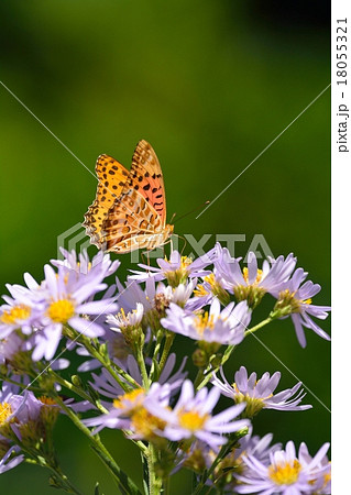 満開のシオンと蝶々 18055321