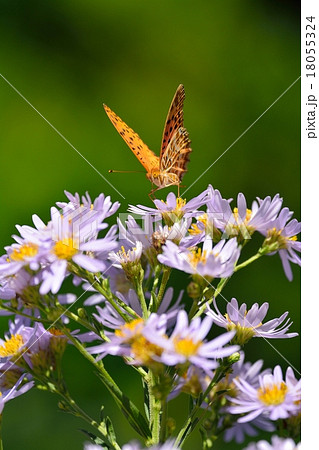 満開のシオンと蝶々 18055324